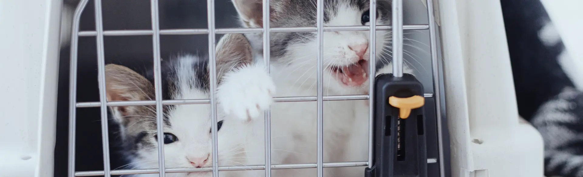 Mascotas | Universal Cargo