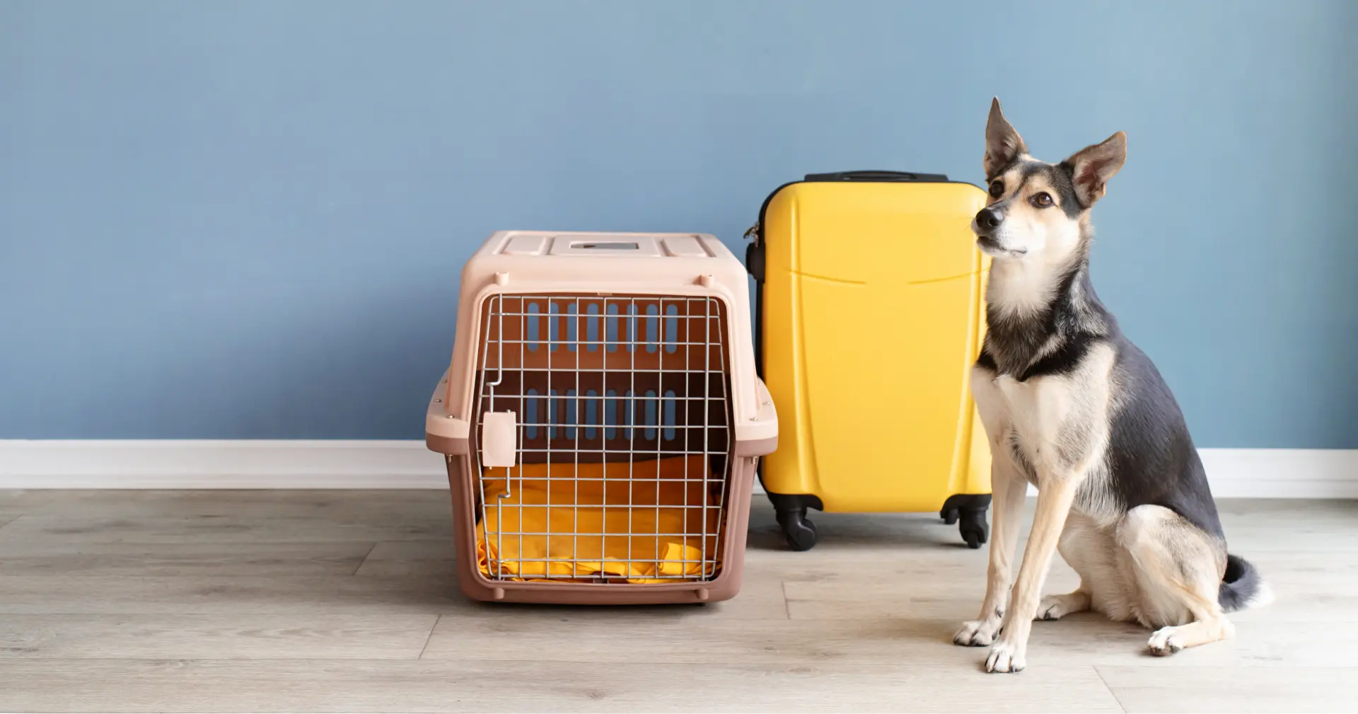 Mascotas & animales vivos